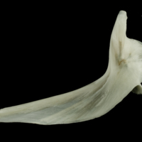 photo of Ling cleithrum lateral view