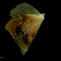 photo of Atlantic mackerel opercular medial view