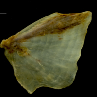photo of Ballan wrasse opercular lateral view