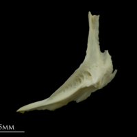 photo of Dragonet cleithrum lateral view