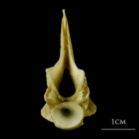 photo of Atlantic cod precaudal vertebra posterior view