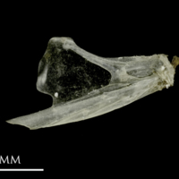 photo of Sandsmelt dentary medial view