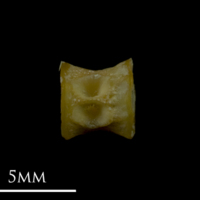 photo of Arctic Char precaudal vertebra lateral view