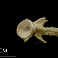 photo of Turbot basioccipital anterior view