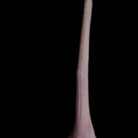 photo of Wels catfish serrated spine anterior view