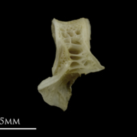 photo of Zander first vertebra lateral view