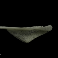 photo of Burbot pharyngeal ventral view