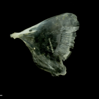 photo of Common sole opercular medial view