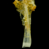 photo of Common sole hyomandibular lateral view