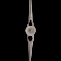 photo of Parrot fish caudal vertebra posterior view