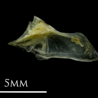 photo of Small sandeel for assessment medial view