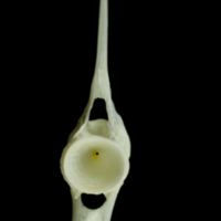 photo of European seabass precaudal vertebra posterior view