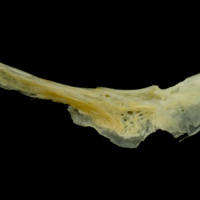 photo of Gilthead seabream preopercular medial view