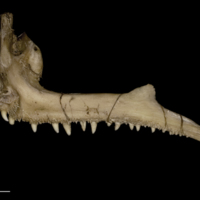 photo of Greater amberjack premaxilla medial view