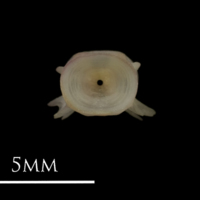 photo of European eel precaudal vertebra anterior view
