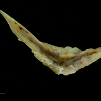 photo of Ballan wrasse preopercular medial view