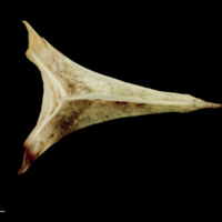 photo of Garfish vomer dorsal view