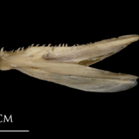 photo of White grouper dentary lateral view