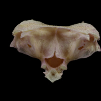 photo of Tub gurnard parasphenoid basioccipital complex posterior view
