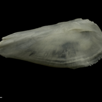 photo of Zander interopercular lateral view