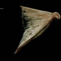 photo of Atlantic halibut quadrate medial view