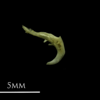 photo of Eurasian minnow pharyngeal ventral view