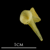 photo of Atlantic mackerel ultimate vertebra anterior view