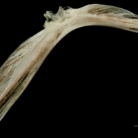 photo of Atlantic halibut cleithrum medial view