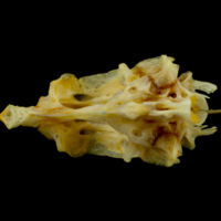 photo of Gilthead seabream parasphenoid basioccipital vomer complex ventral view