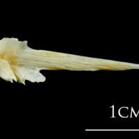 photo of European plaice vomer dorsal view