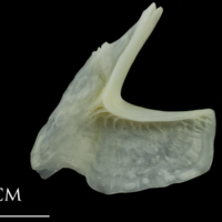 photo of European plaice urohyal lateral view