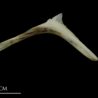 photo of Brill for assessment lateral view