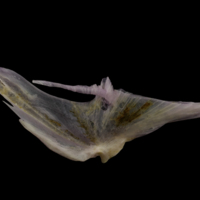 photo of Tub gurnard for assessment lateral view