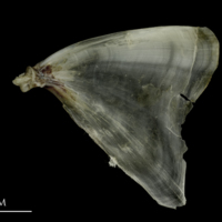 photo of Brill opercular medial view