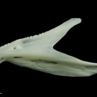 photo of European seabass dentary lateral view