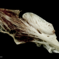 photo of Atlantic halibut ceratohyal epihyal complex lateral view