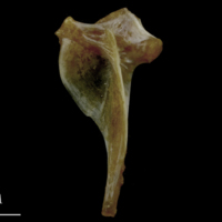 photo of Spanish mackerel hyomandibular lateral view