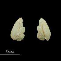 photo of Vendace otolith(s) detail view