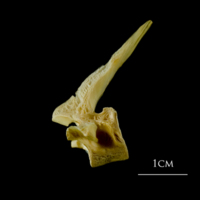 photo of Atlantic cod precaudal vertebra lateral view