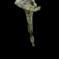 photo of Three-spined stickleback for assessment medial view