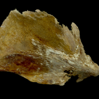 photo of Atlantic bluefin tuna  opercular lateral view