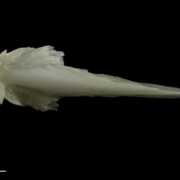 photo of Zander vomer ventral view