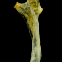 photo of Common sole hyomandibular medial view