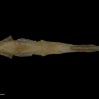 photo of Shore rockling parasphenoid basioccipital complex dorsal view