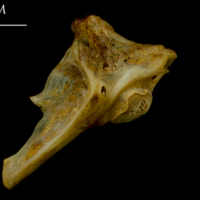 photo of Thinlip grey mullet  hyomandibular lateral view