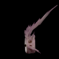 photo of Wels catfish precaudal vertebra lateral view