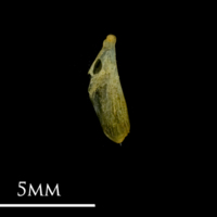 photo of Bullhead supracleithrum medial view