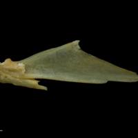 photo of Arctic Char articular medial view