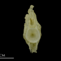 photo of European conger ultimate vertebra anterior view
