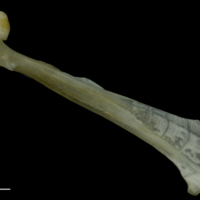 photo of Red gurnard maxilla medial view